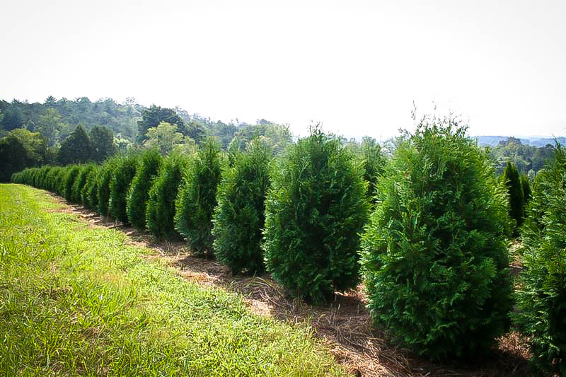 Techny Arborvitae Trees For Sale Online The Tree Center™