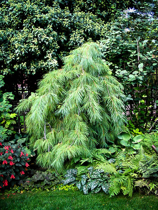 White Weeping Pine For Sale The Tree Center