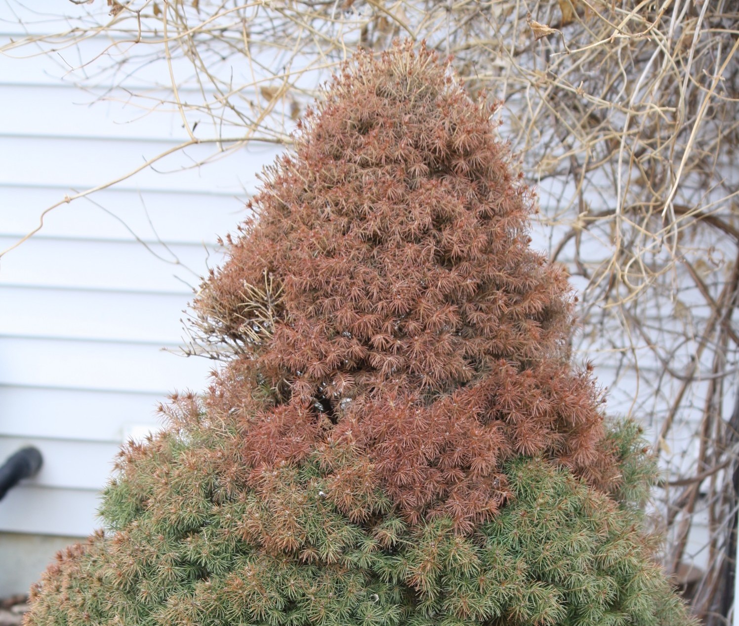 Tips on Protecting Your Evergreens for Winter The Tree Center™