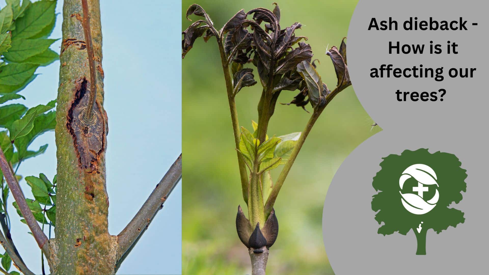 What is Ash Dieback & how is it affecting our trees? The Tree Doctors