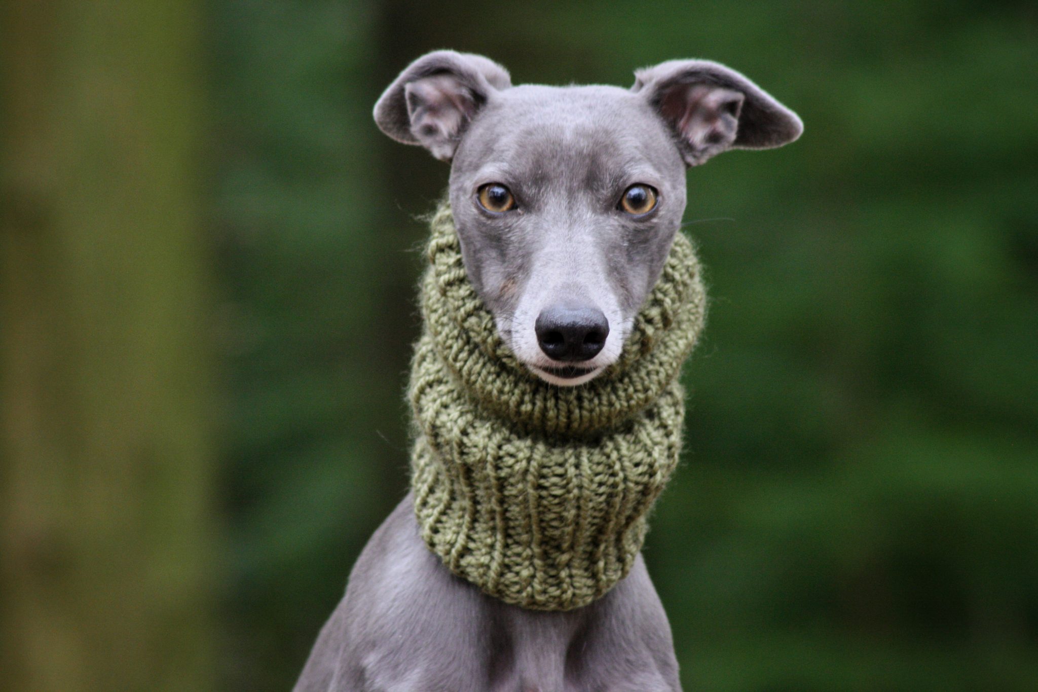 Olive Knit Whippet Greyhound Neck Warmer Snood Italian Lurcher
