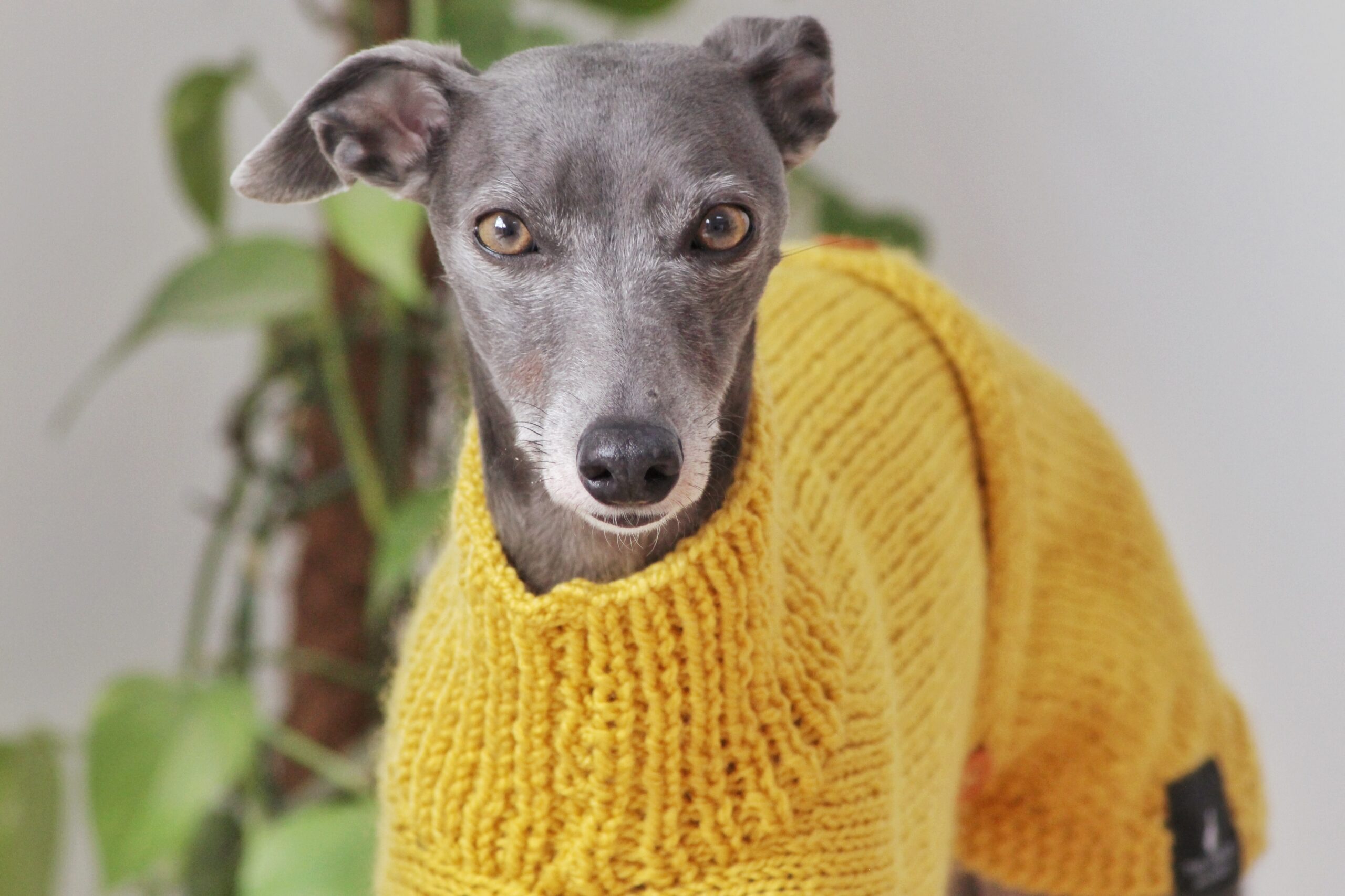 Mustard Yellow Hand Knitted Whippet Jumper Greyhound Italian Lurcher