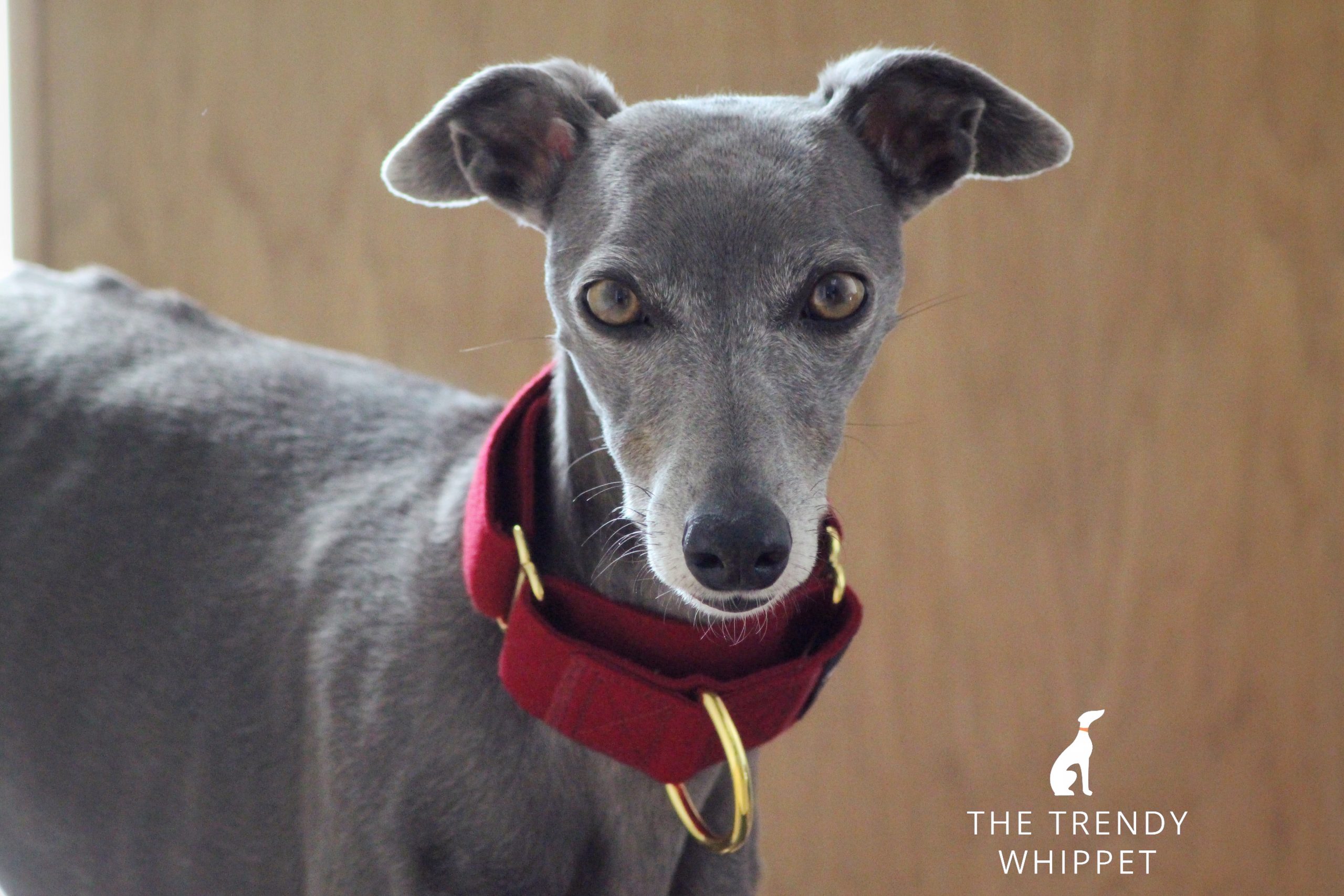 Wine Red Martingale Collar Whippet Greyhound Italian Sighthound Lurcher