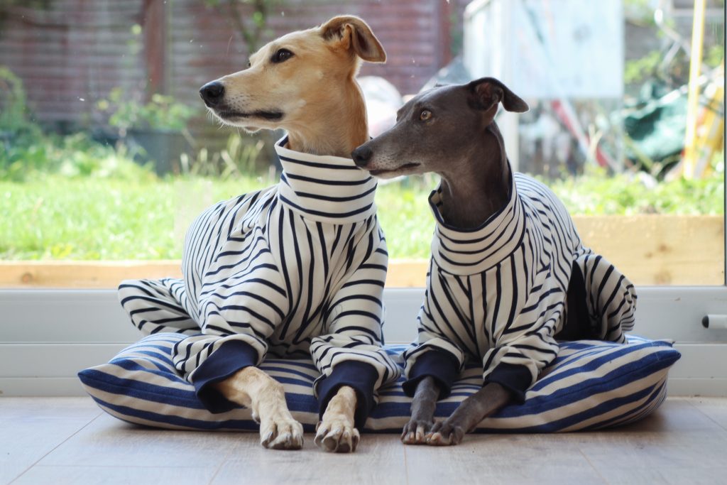 The Trendy Whippet Coats Collars & Jumpers Iggy