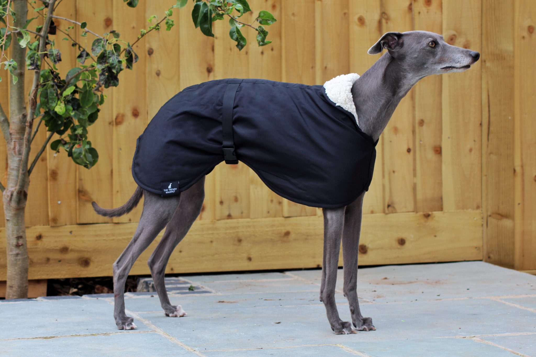 Waterproof Dog Coat For Whippet at Thomas blog