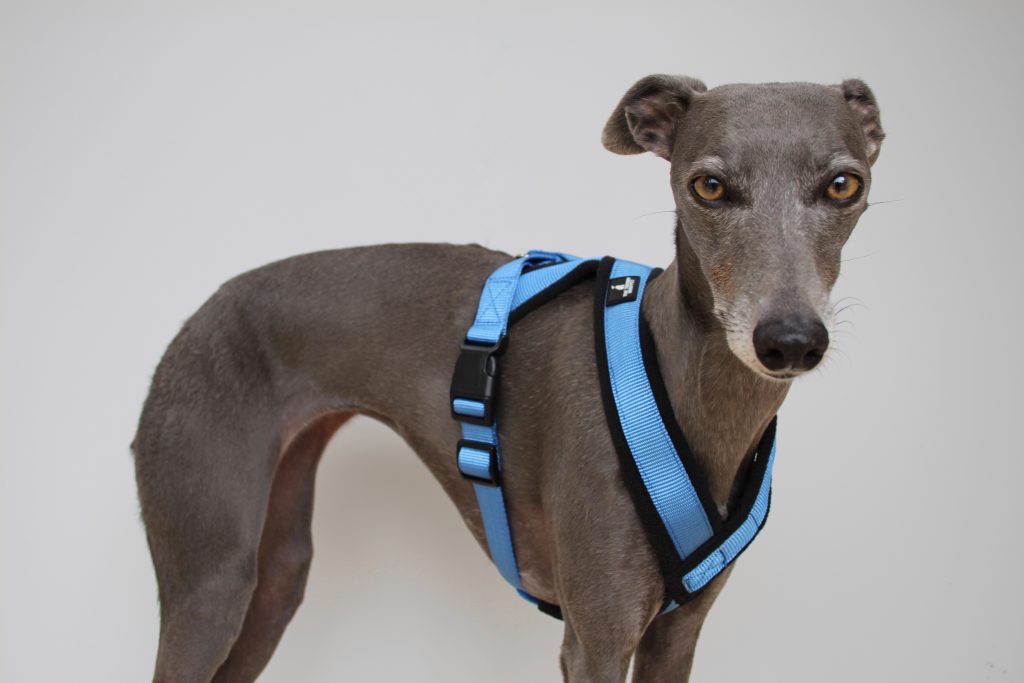 Blue Padded Fleece Whippet Greyhound Harness Italian Lurcher