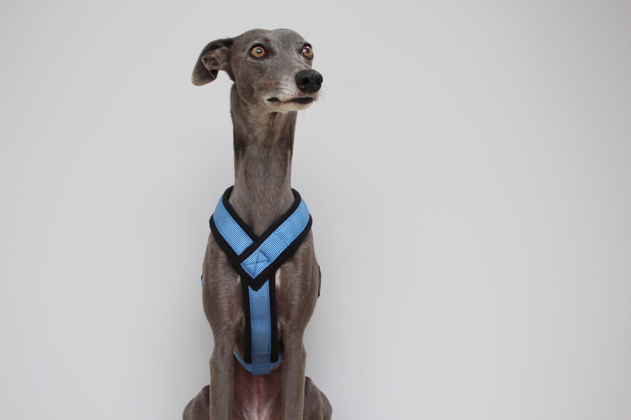 Blue Padded Fleece Whippet Harness Greyhound Italian Lurcher