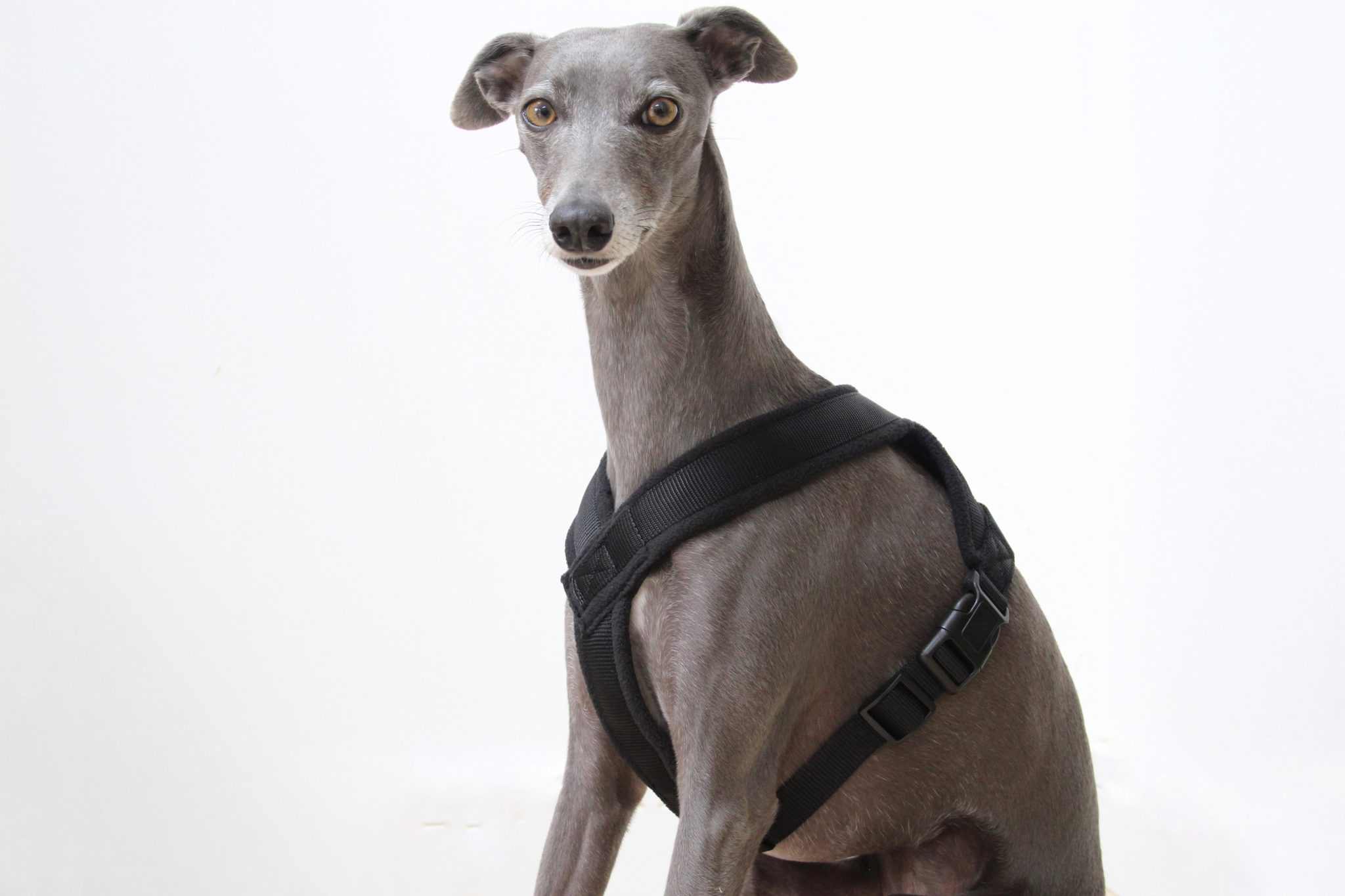 Black Padded Fleece Whippet Harness Greyhound Italian Lurcher