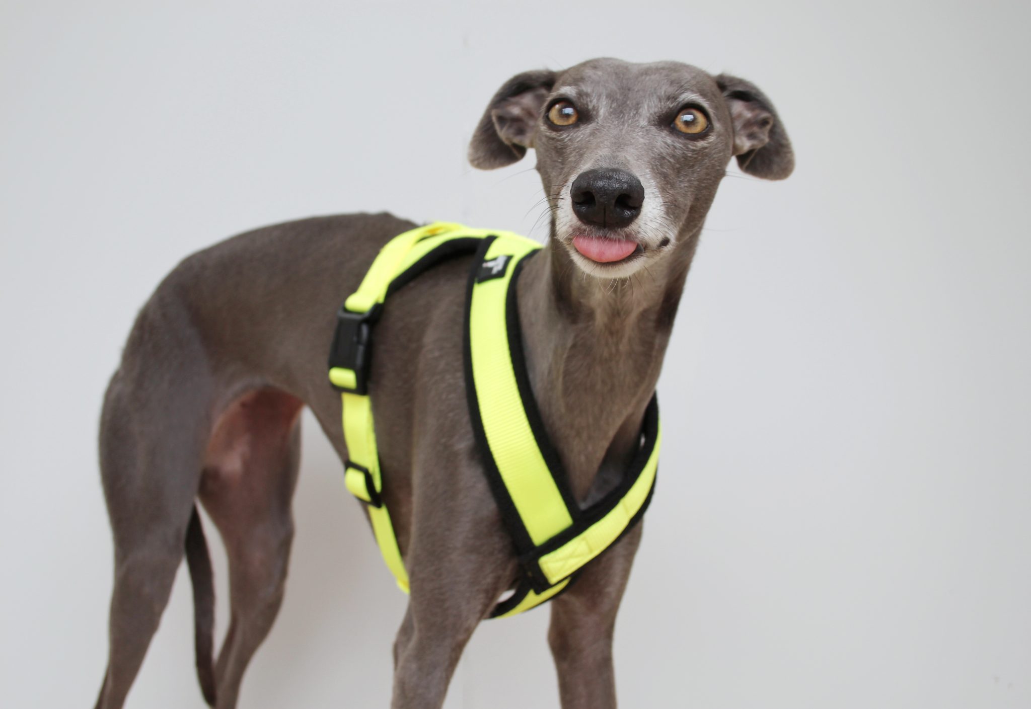 Hi Vis Yellow Padded Fleece Whippet Harness Greyhound Italian Lurcher