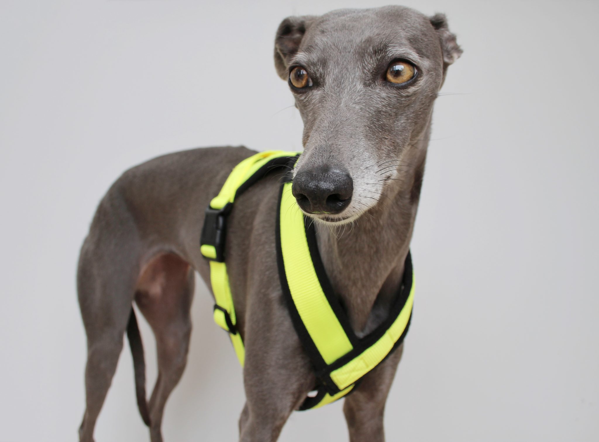 Hi Vis Yellow Padded Fleece Whippet Harness Greyhound Italian Lurcher