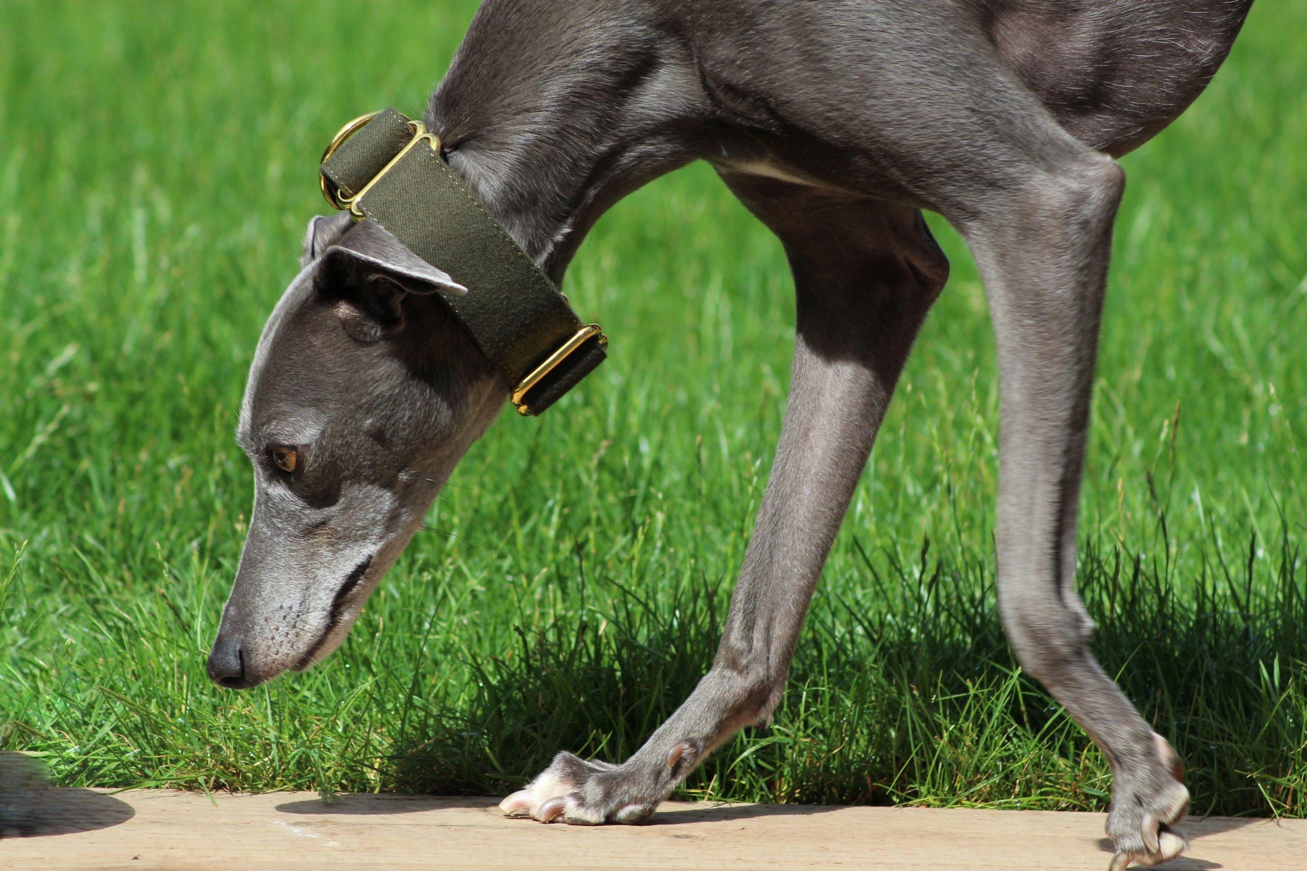 Green Martingale Whippet Collar Greyhound Italian Lurcher