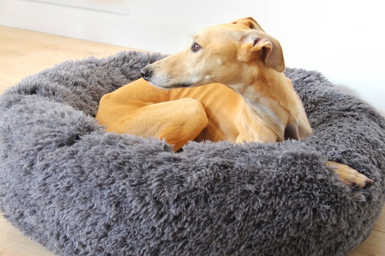Dog Beds, Blankets, Carriers The Trendy Whippet