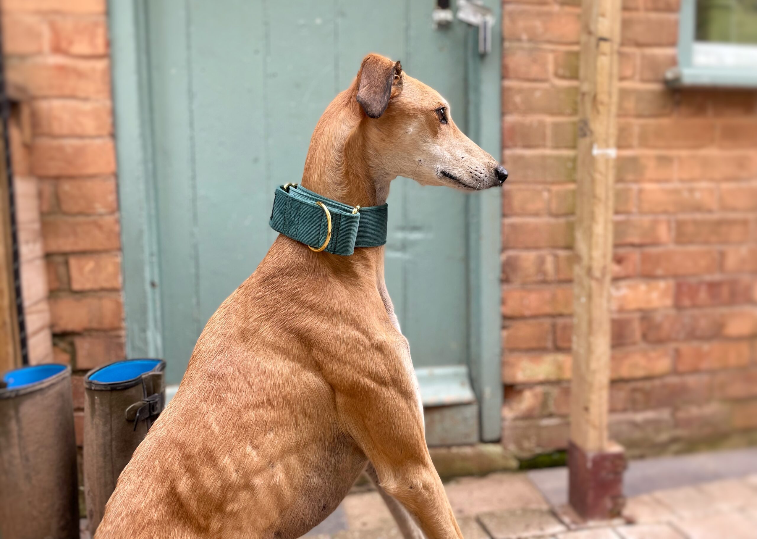 Green Corduroy Martingale Whippet Greyhound Collar Iggy Lurcher