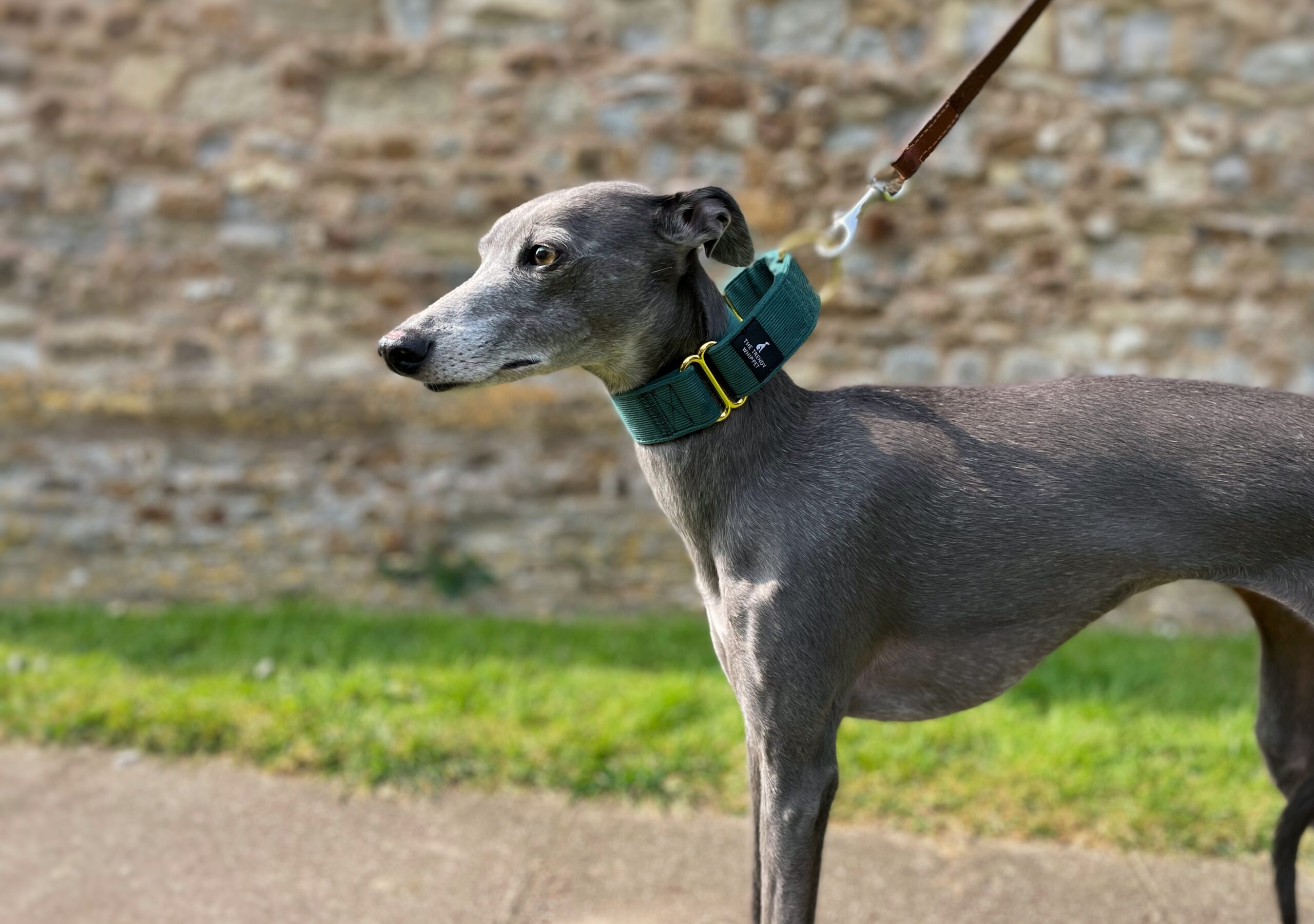 Green Corduroy Martingale Whippet Greyhound Collar Iggy Lurcher