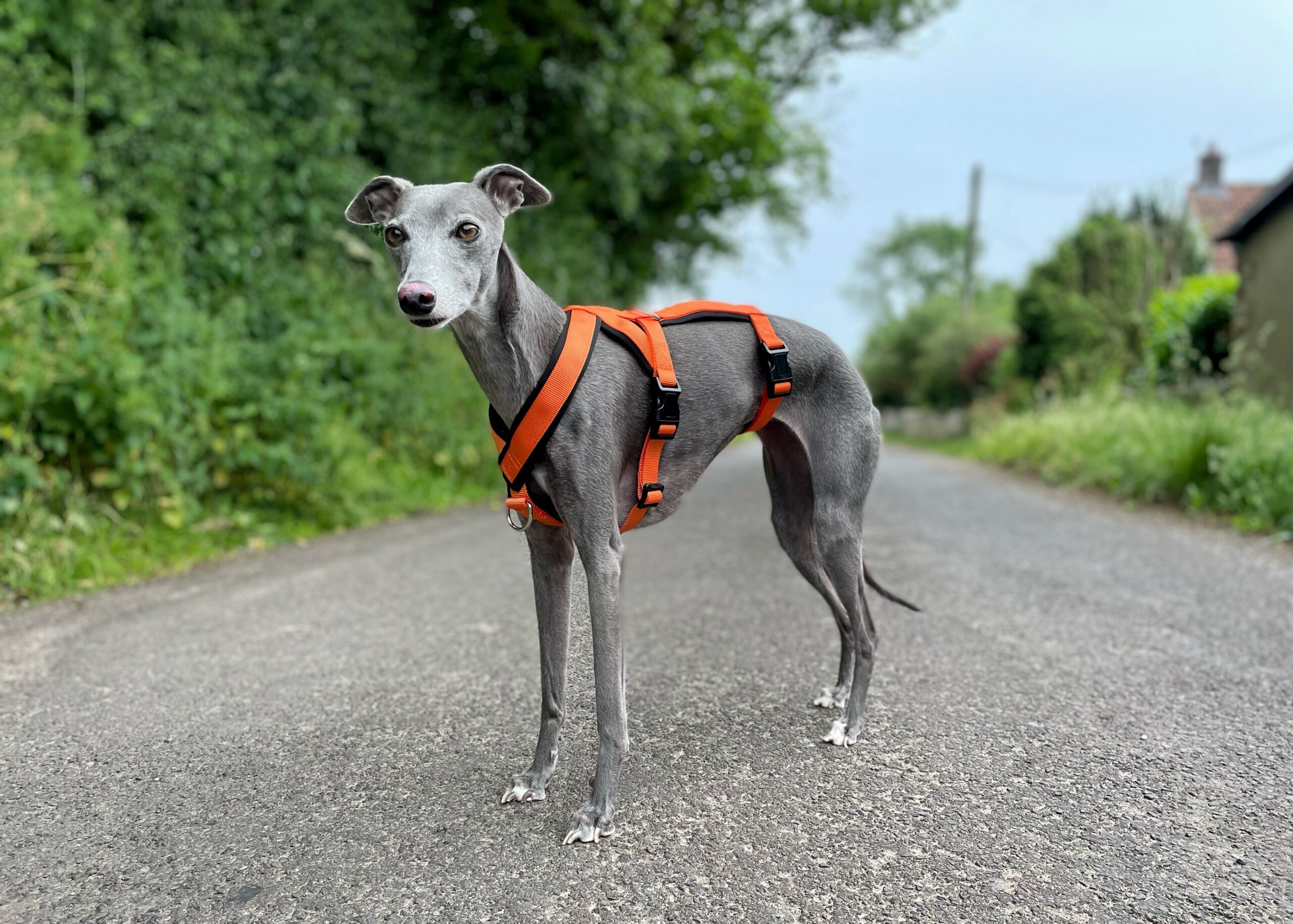 Orange Triple Strap 2 Point Whippet Greyhound Harness Italian Lurcher
