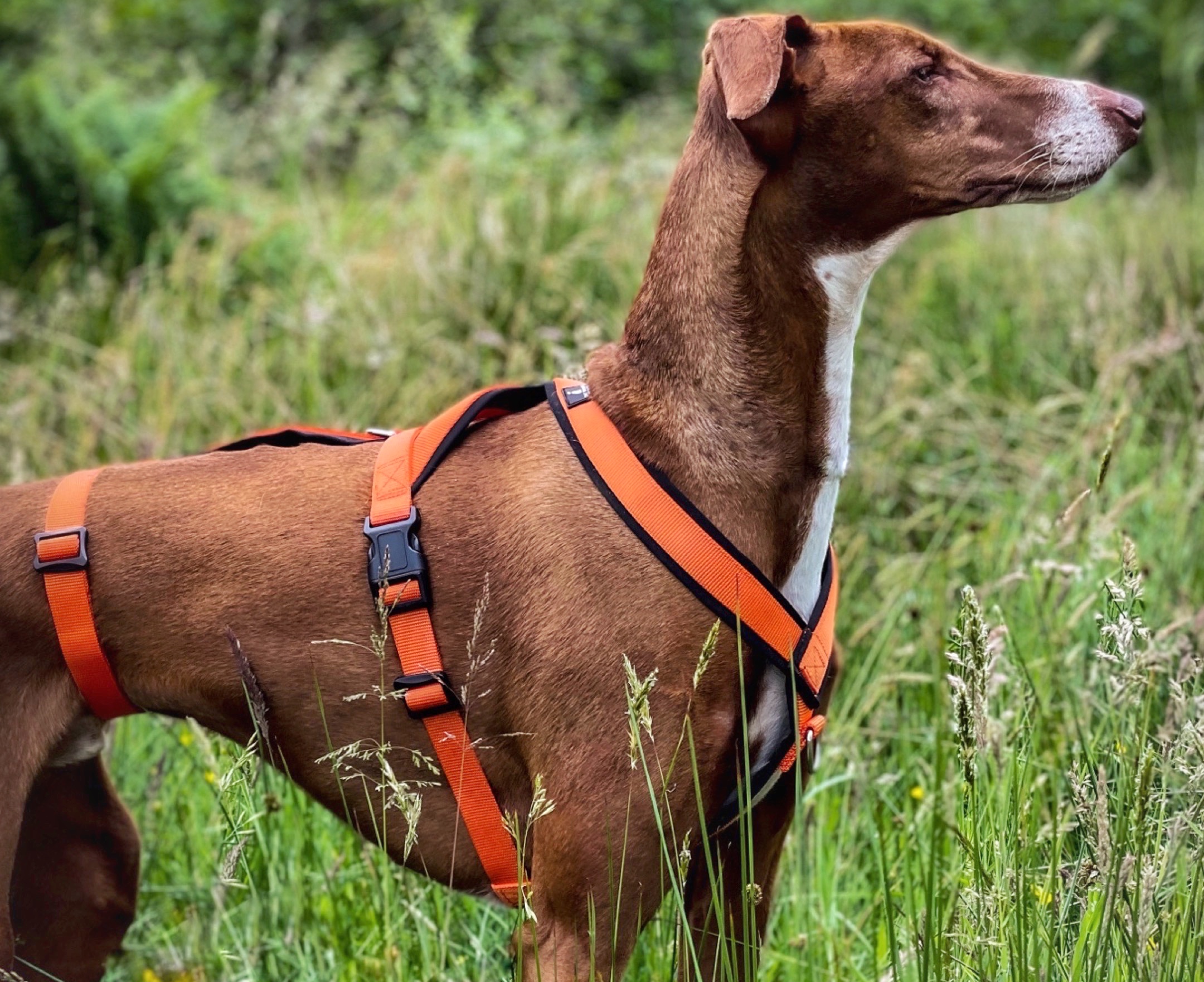 Orange Triple Strap 2 Point Whippet Greyhound Harness Italian Lurcher