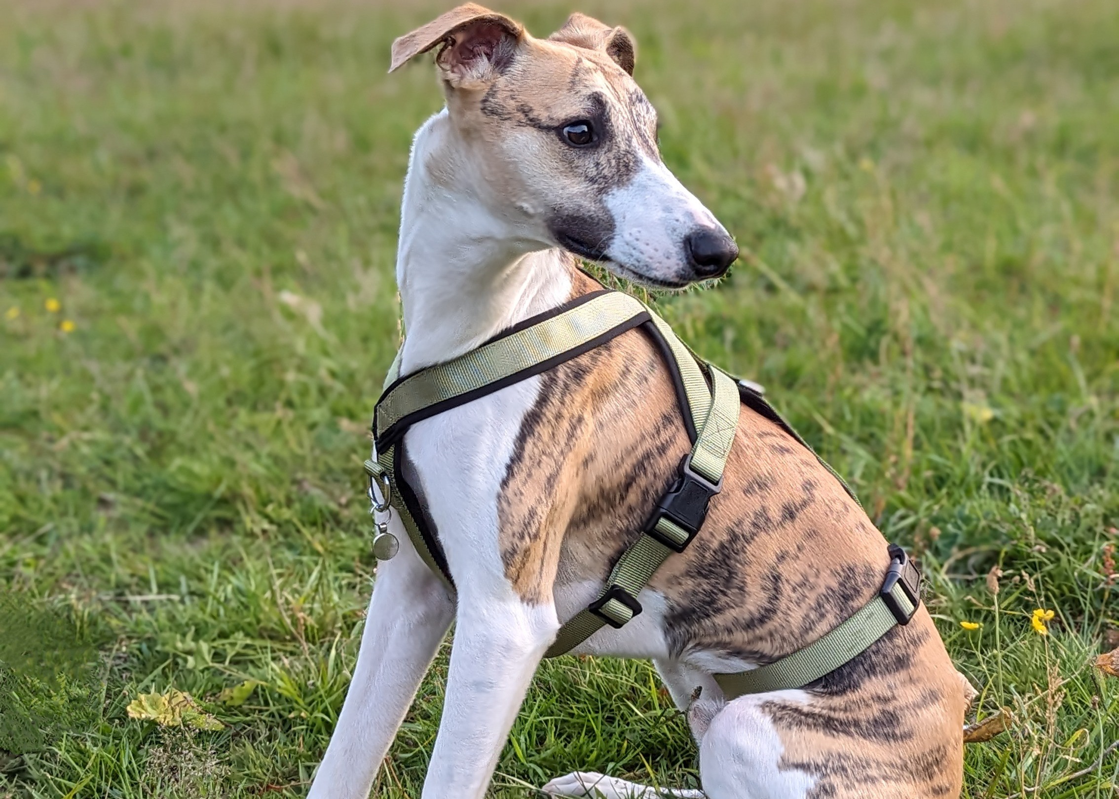 Olive Triple Strap 2 Point Whippet Greyhound Harness Italian Lurcher