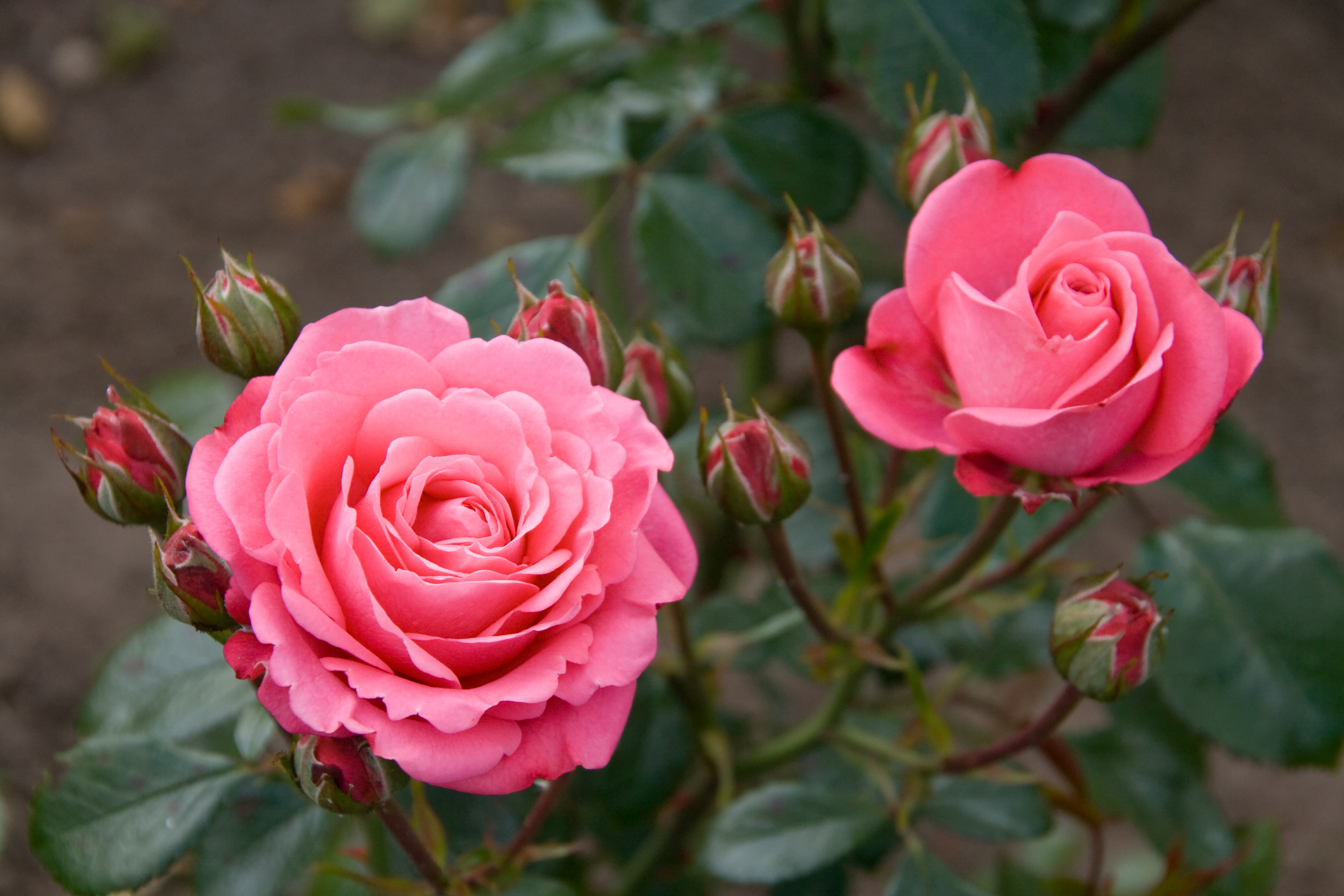 Bella Rosa Rose Bush Hello Hello Plants & Garden Supplies