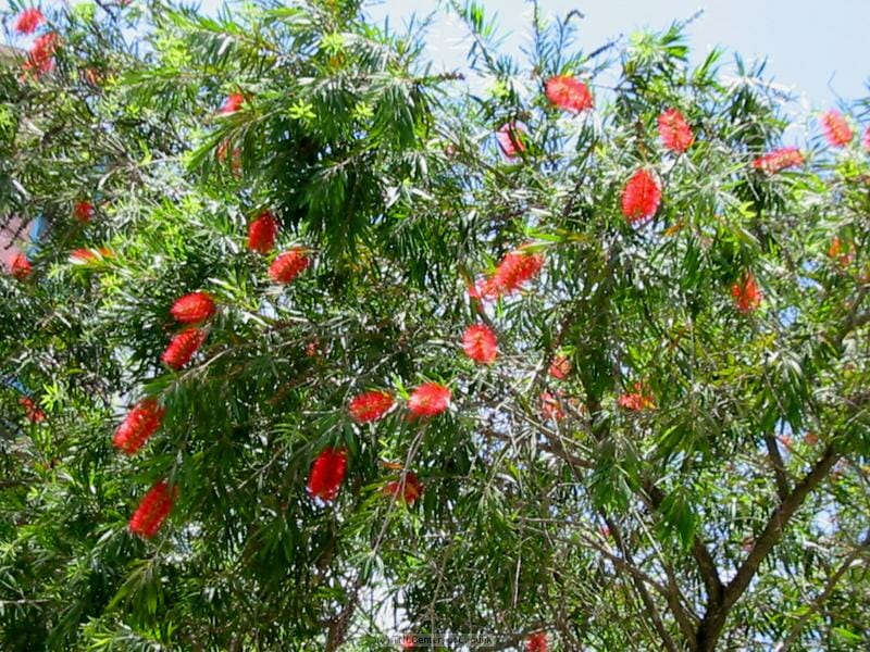 Callistemon "Hannah Ray" Hello Hello Plants & Garden Supplies