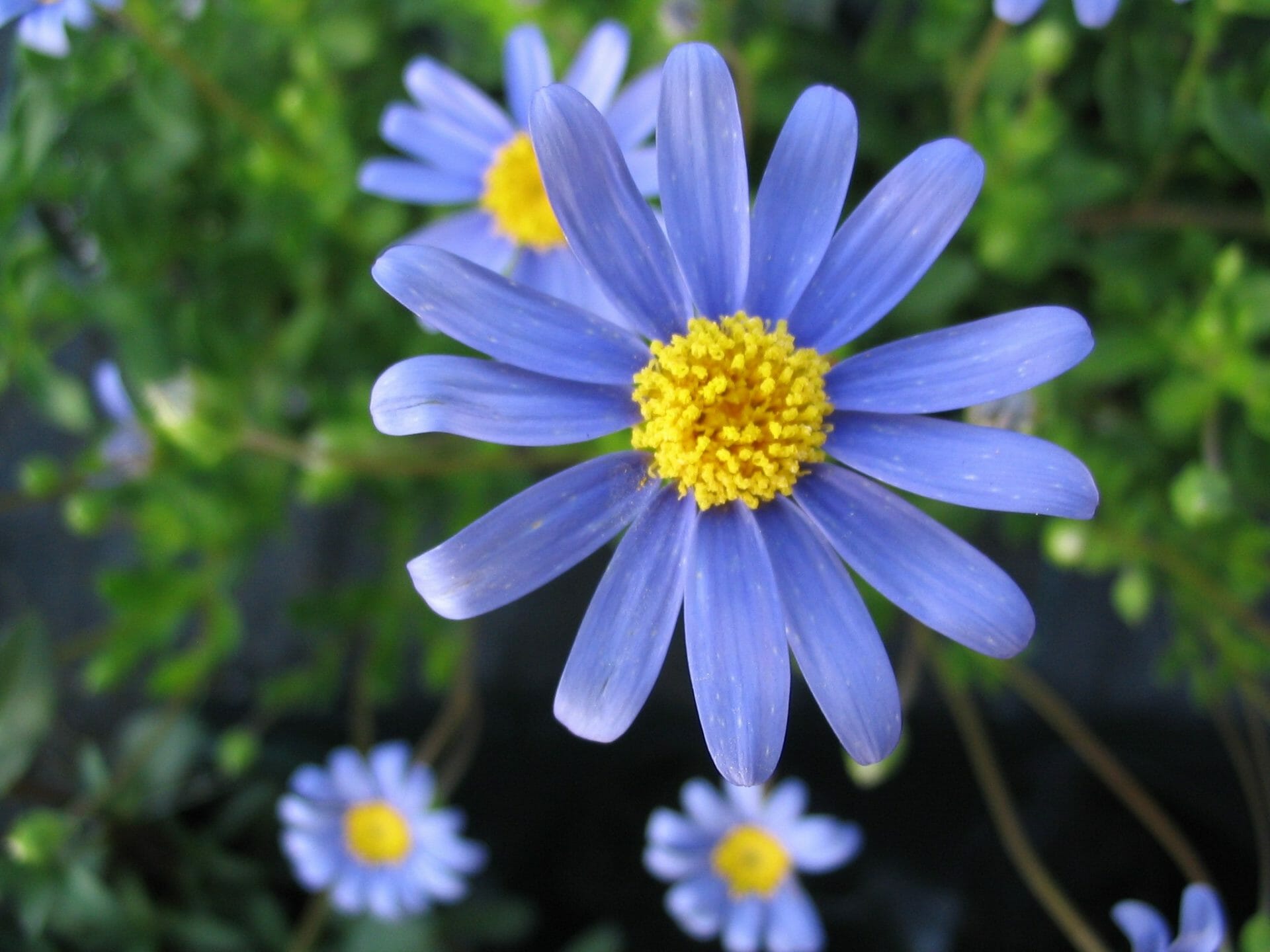 Blue Marguerite Daisy 6" Pot Hello Hello Plants & Garden Supplies