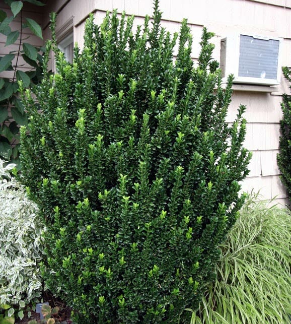 Euonymus Green Rocket Hello Hello Plants & Garden Supplies