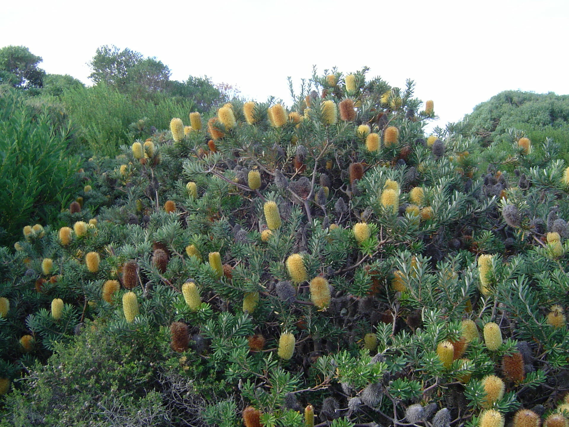 Silver Banksia 6" Pot Hello Hello Plants & Garden Supplies