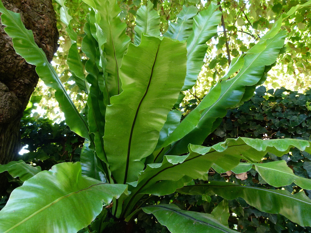 Bird's Nest Fern Hello Hello Plants & Garden Supplies