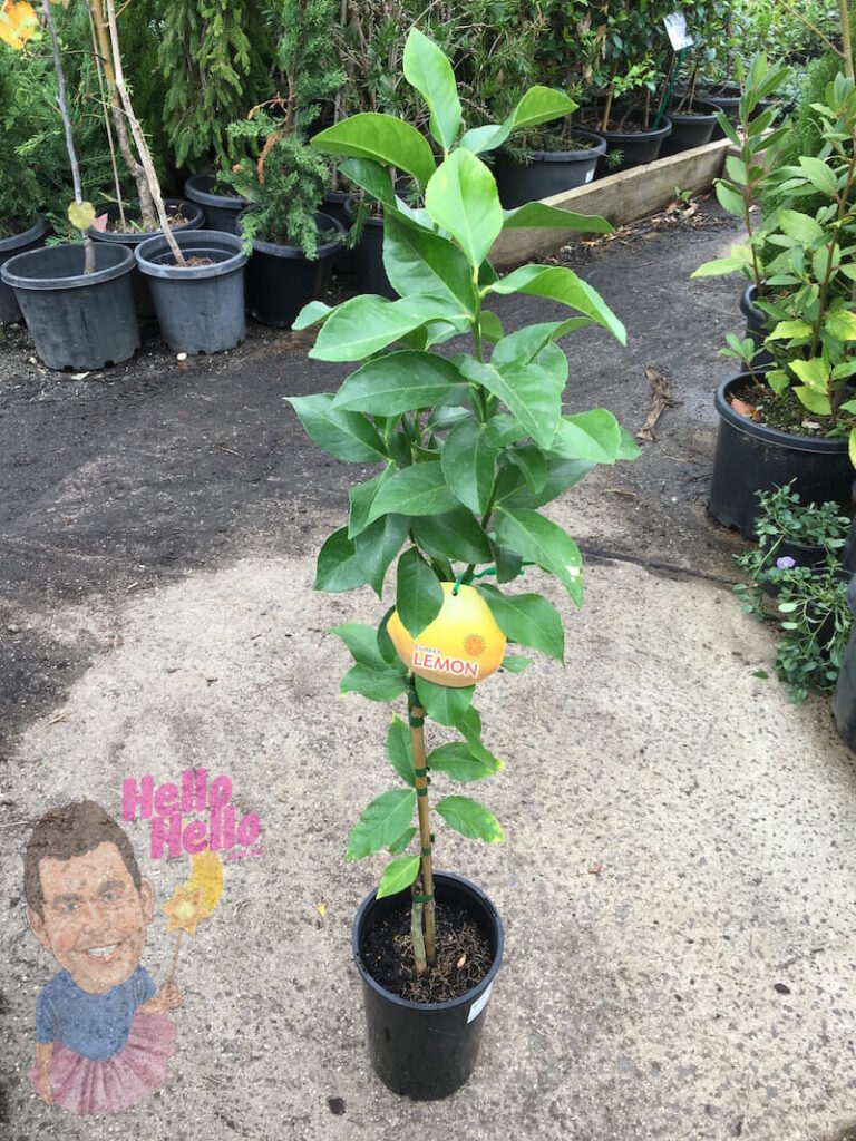 Citrus 'Eureka' Lemon Tree (Grafted) 8" Pot Hello Hello Plants