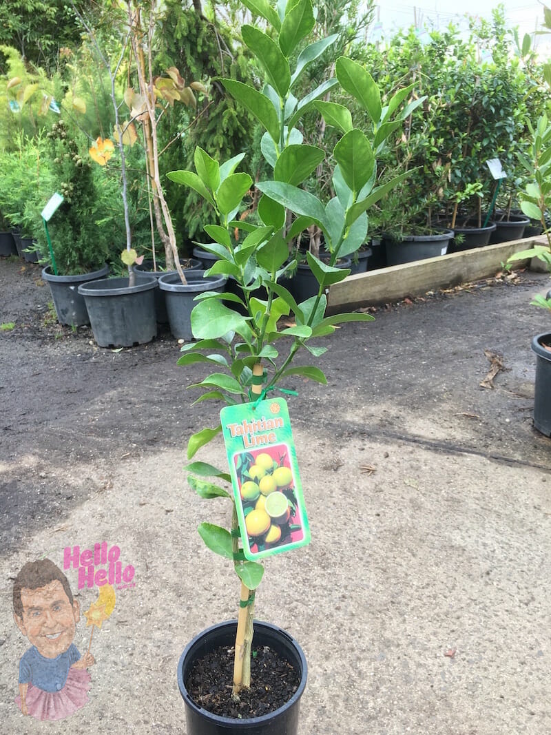 Dwarf Tahitian Lime Tree 8" Pot Hello Hello Plants & Garden Supplies