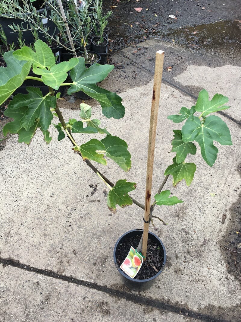 Potted Fig Trees For Sale at Michael Minor blog