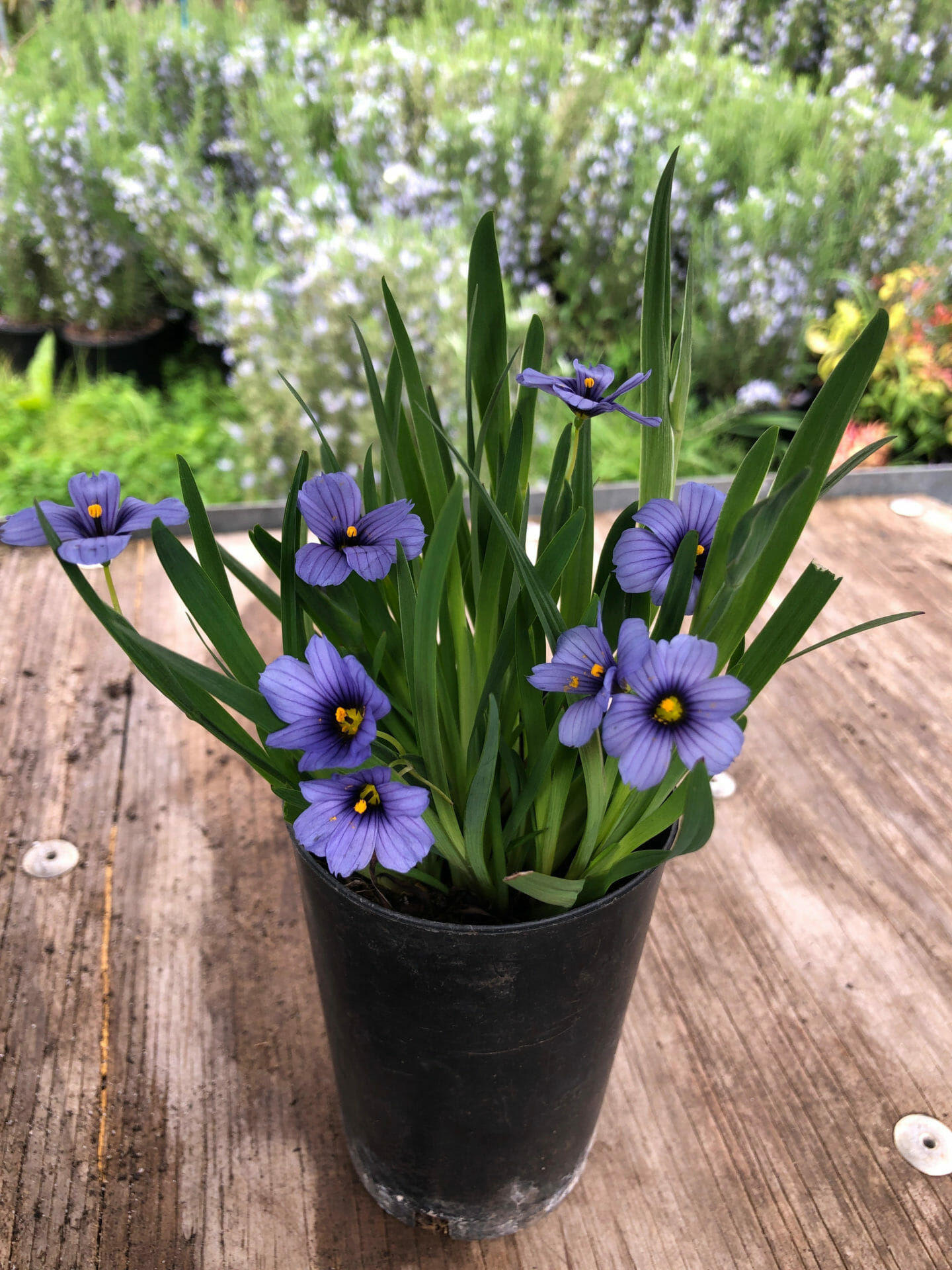 Sisyrinchium 'Devon Skies' 3" Pot Hello Hello Plants & Garden Supplies