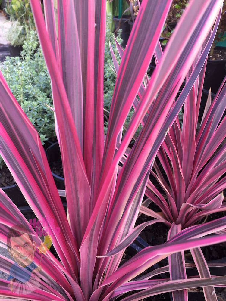 Cordyline 'Pink Passion' 8" Pot Hello Hello Plants