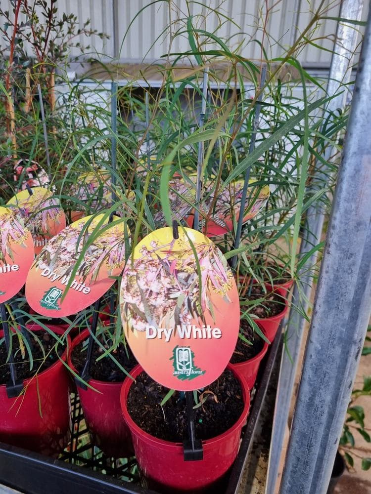 Eucalyptus 'Dry White' 6" Pot Hello Hello Plants