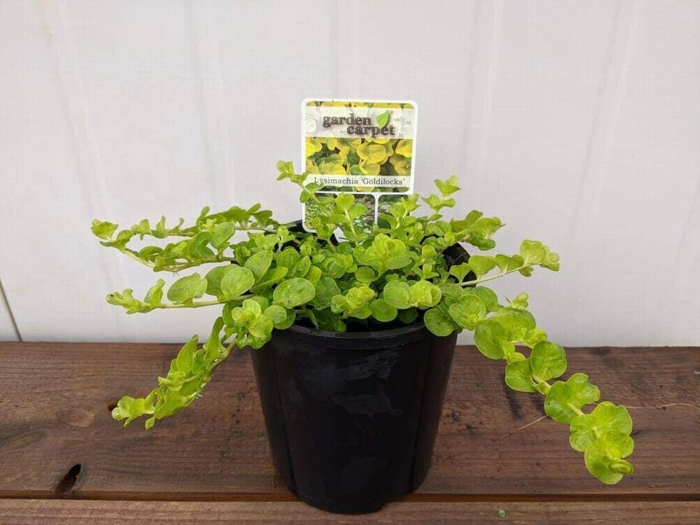 Lysimachia 'Creeping Jenny' 6" Pot Hello Hello Plants