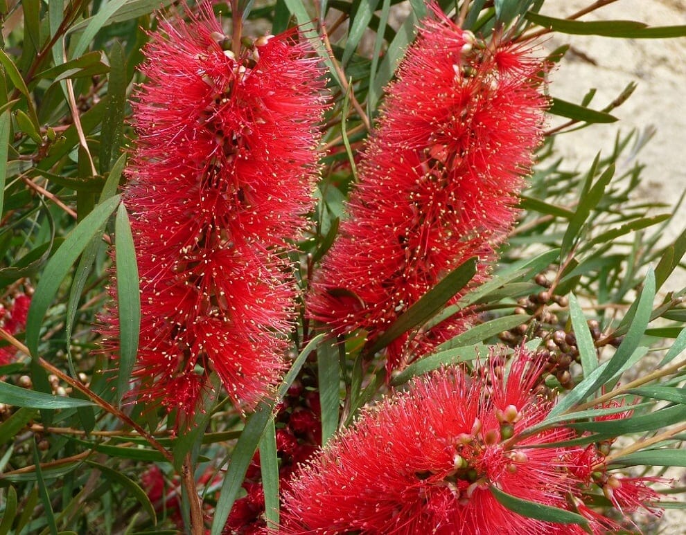 Callistemon 'Kings Park Special' 16" Pot Hello Hello Plants & Garden