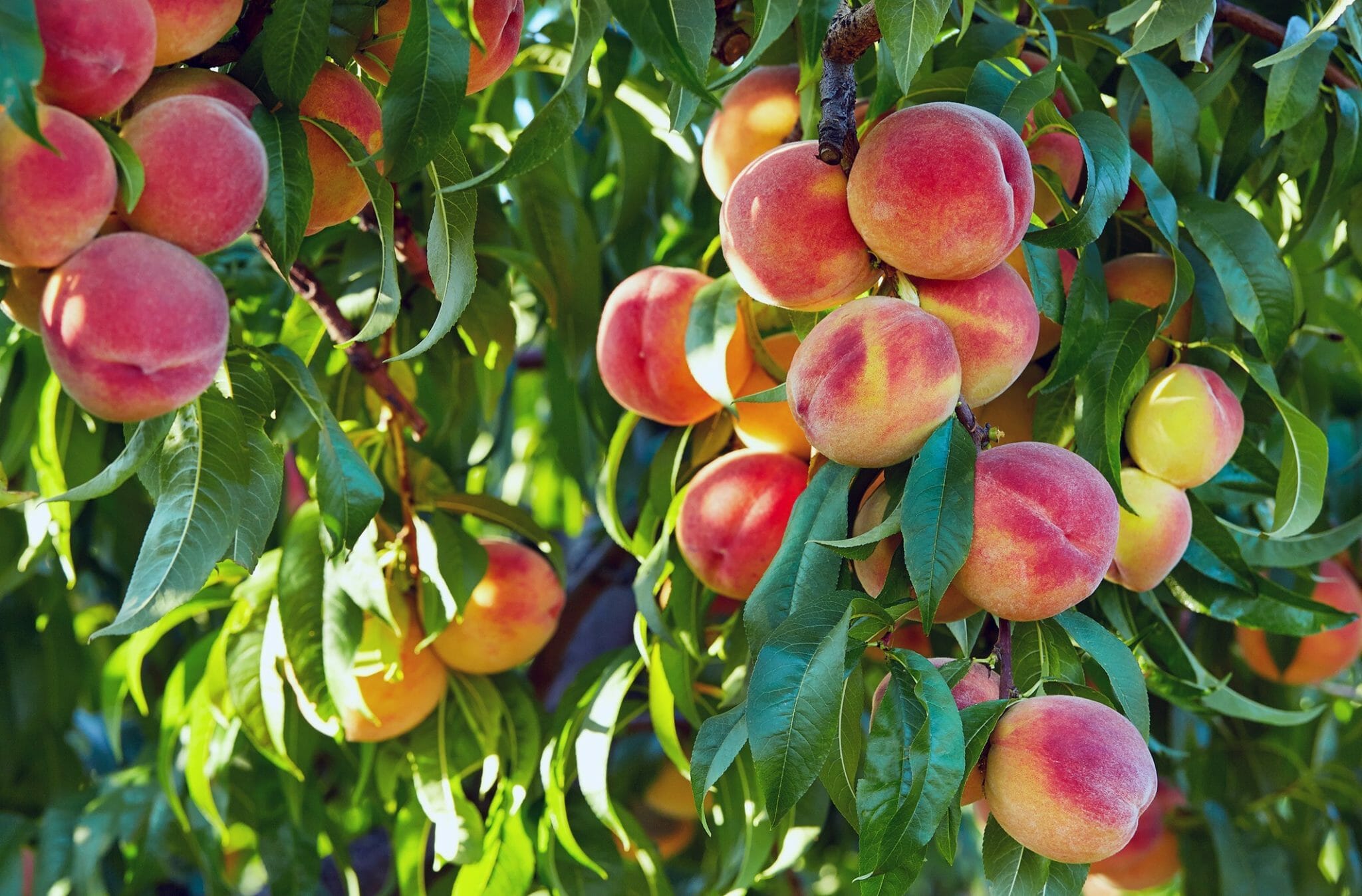 Prunus 'Elberta' Peach Tree 10'' Pot Hello Hello Plants & Garden Supplies