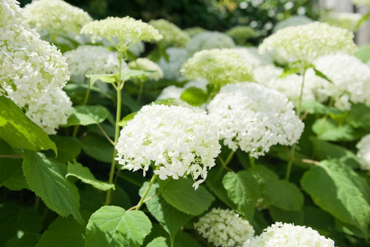 Hydrangea 'Annabelle' 8" Pot Hello Hello Plants