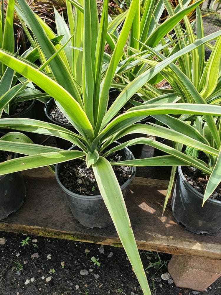 Yucca 'Variegated' 8" Pot Hello Hello Plants & Garden Supplies
