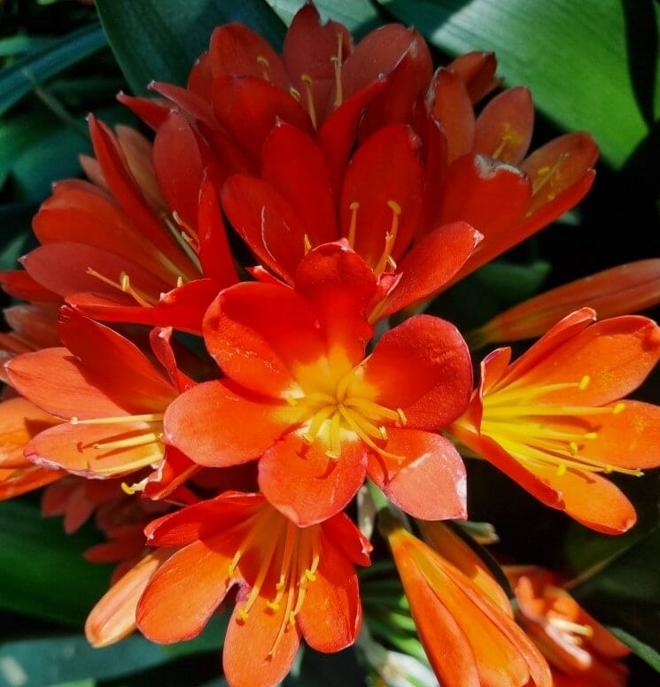 Clivia miniata 1L Pot Hello Hello Plants