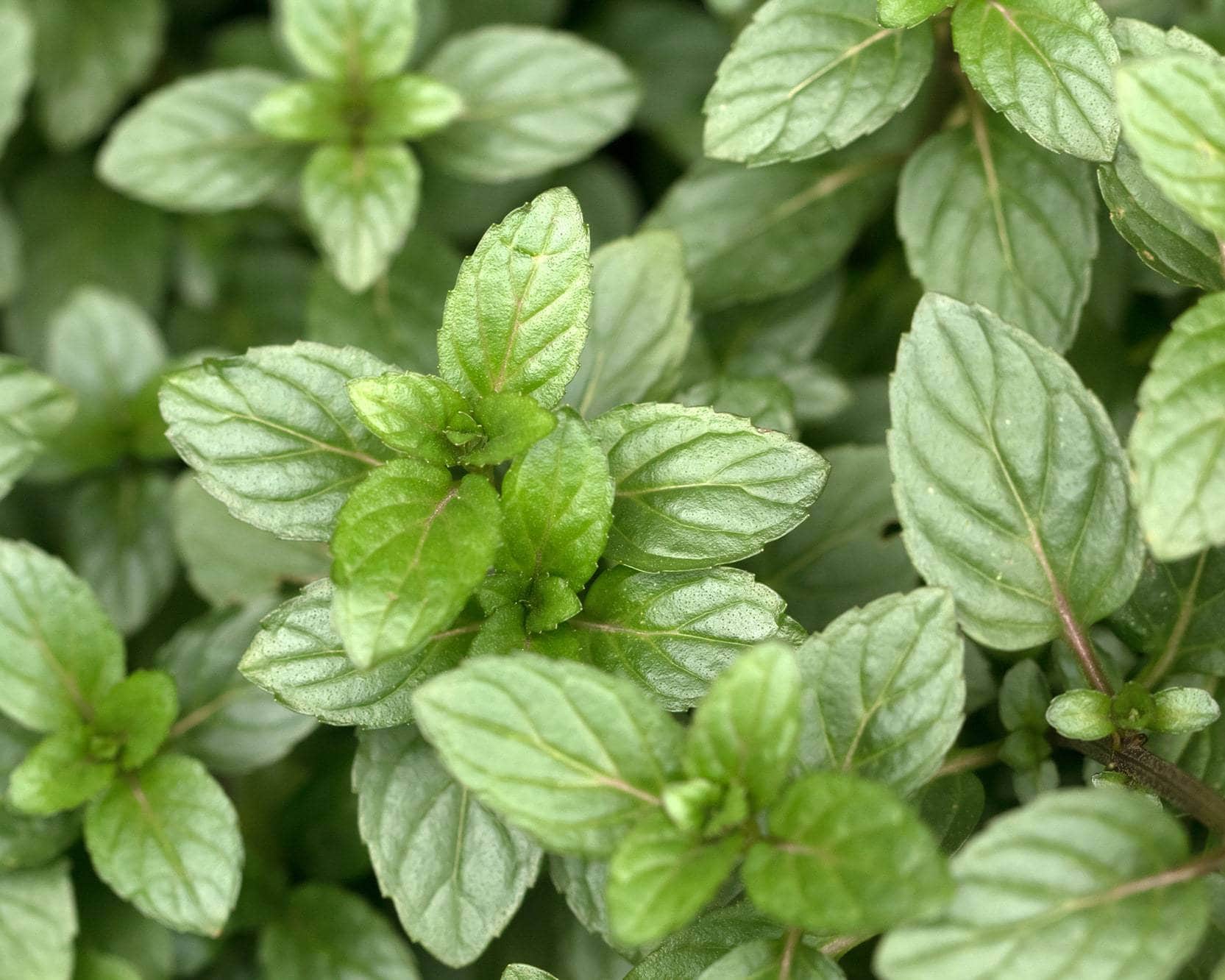 Mentha 'Mint Julep' 4" Pot Hello Hello Plants
