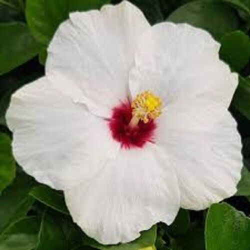 Hibiscus Rio Clara 'Jam Drop' 6" Pot Hello Hello Plants