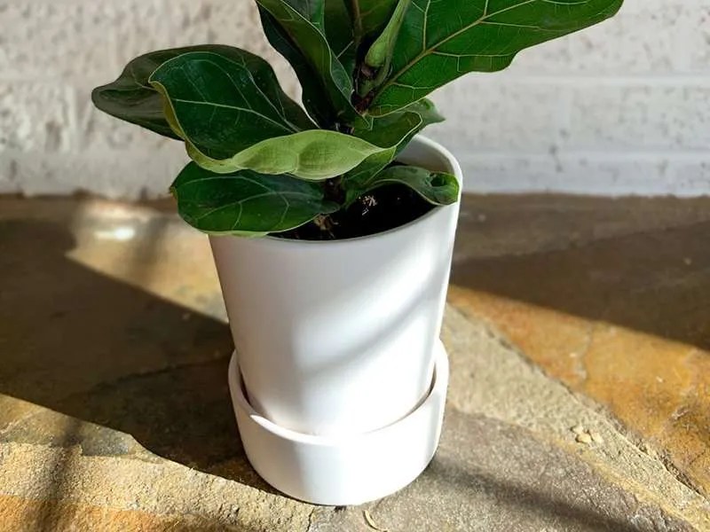 16 Reasons the Fiddle Leaf Fig Is Popular (and Expensive) The Urban