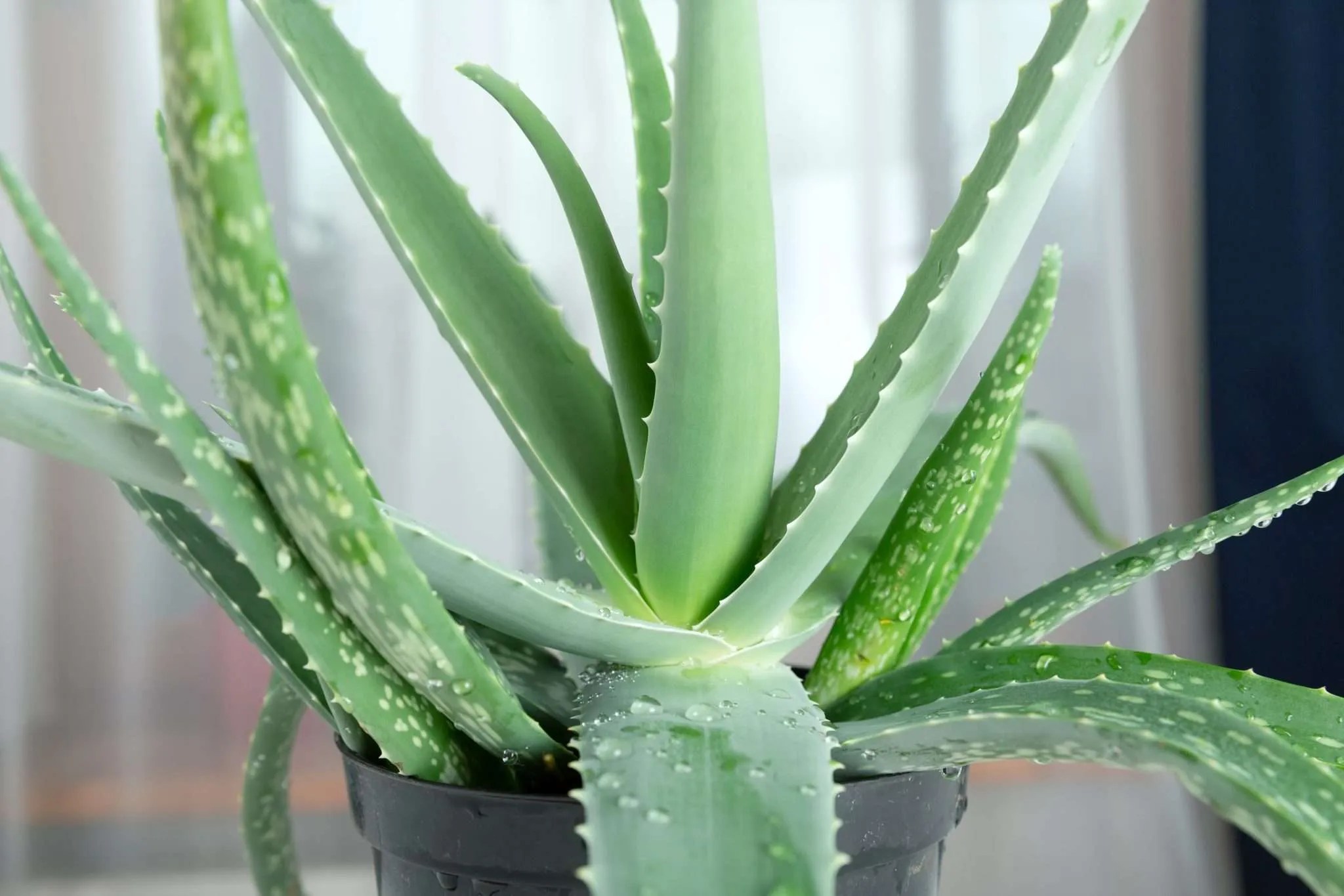 Why is Your Aloe Vera Turning Brown and How to Fix it