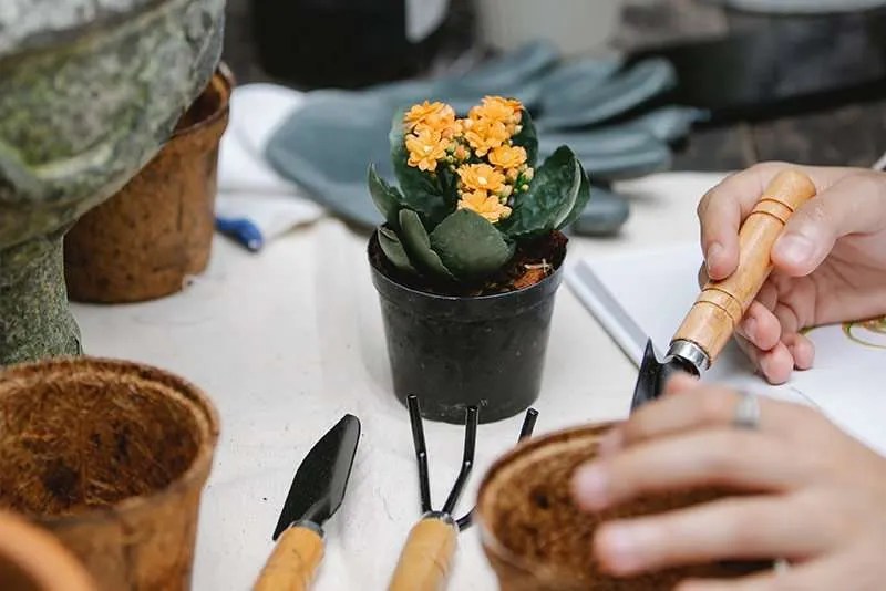 Best Fertilizer for Your House Plants The Urban Sprout