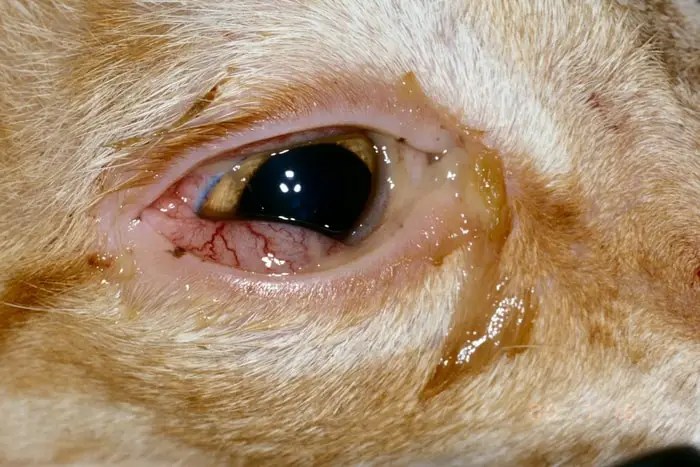 Conjunctivitis in Dogs Causes, Signs, Treatment, and Prevention