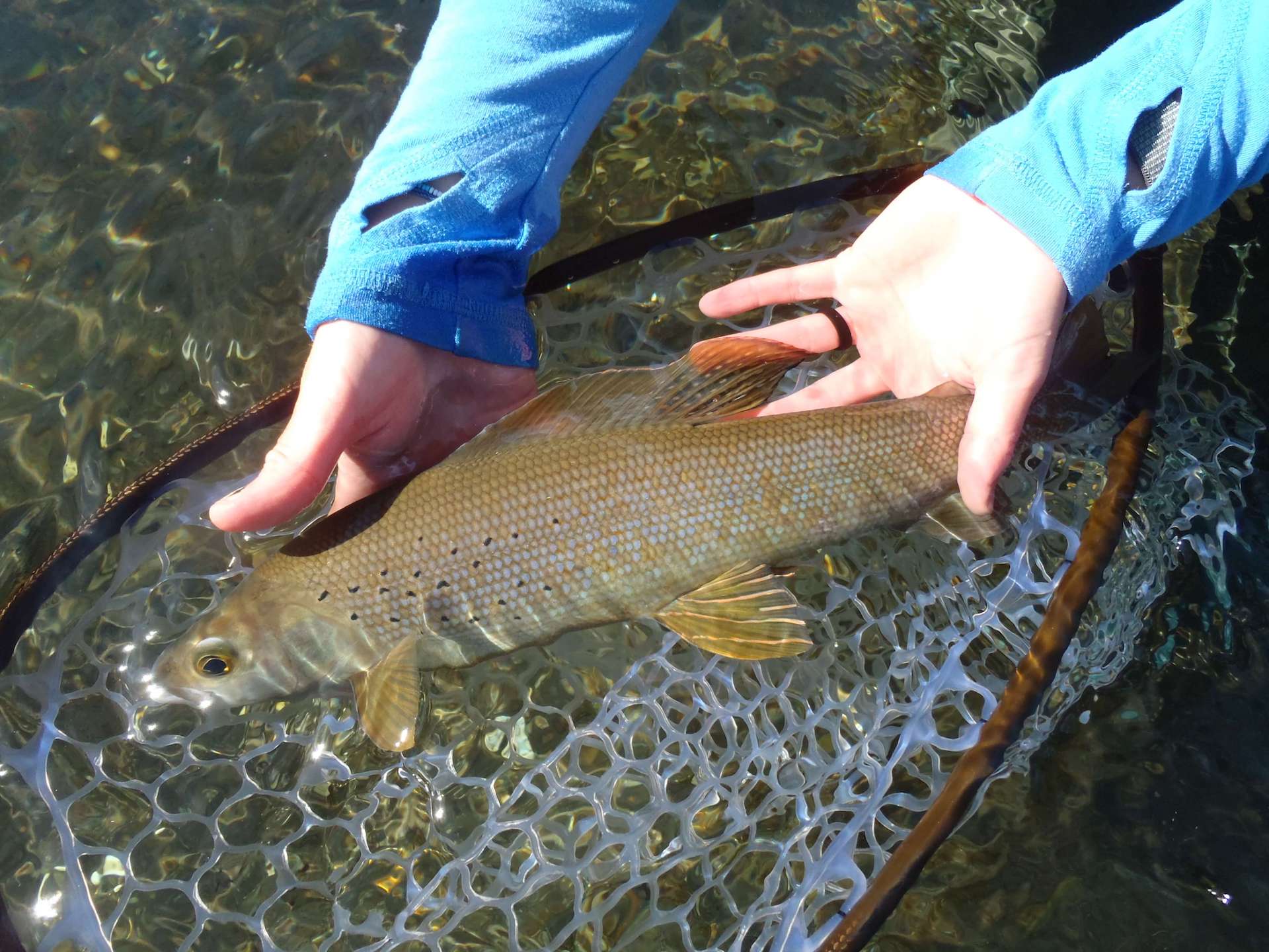 Will Arctic Grayling Return to Michigan? The Wading List