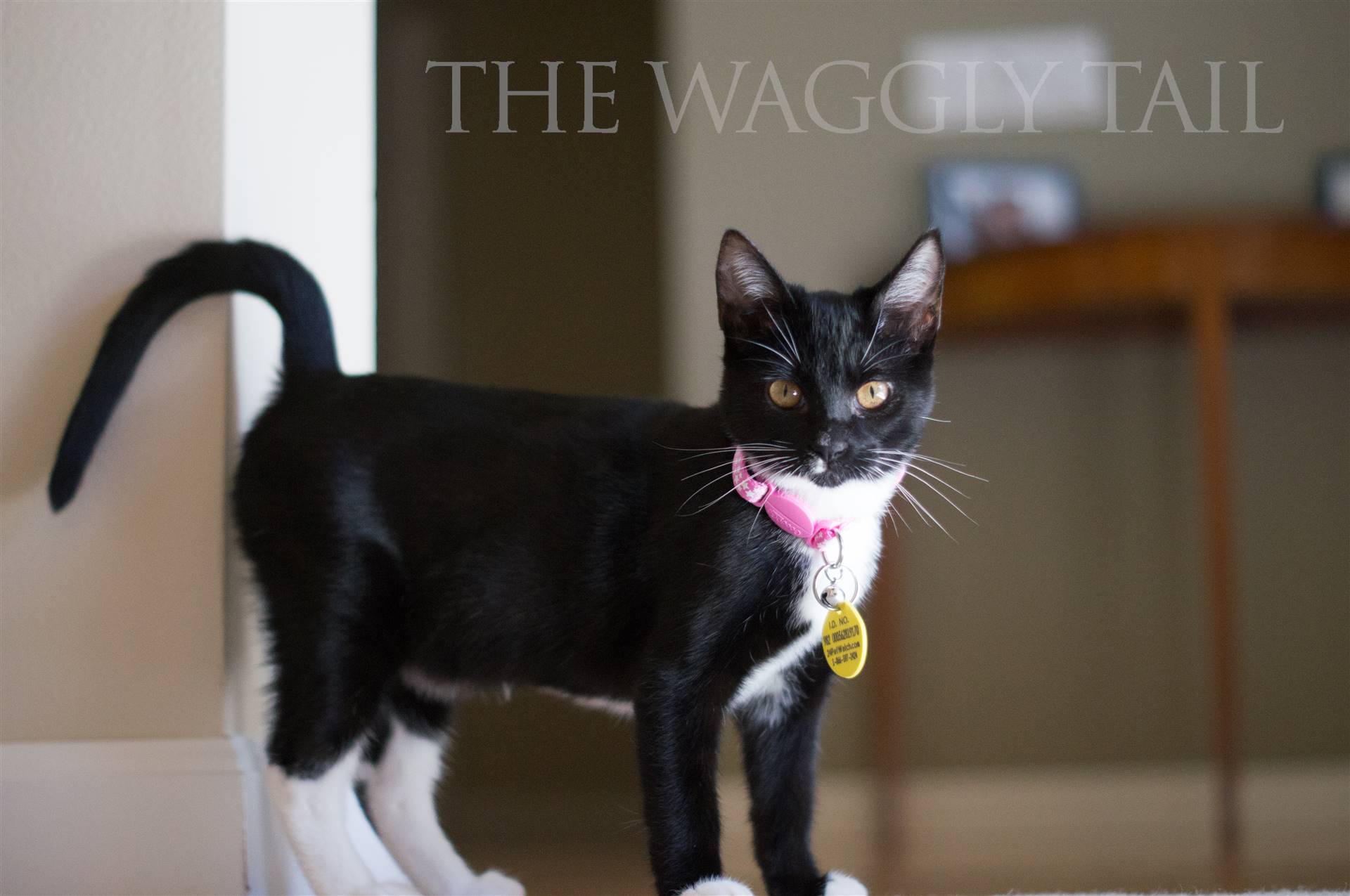 Dog Walking & Cat Sitting Photo Gallery Unleash the cuteness The