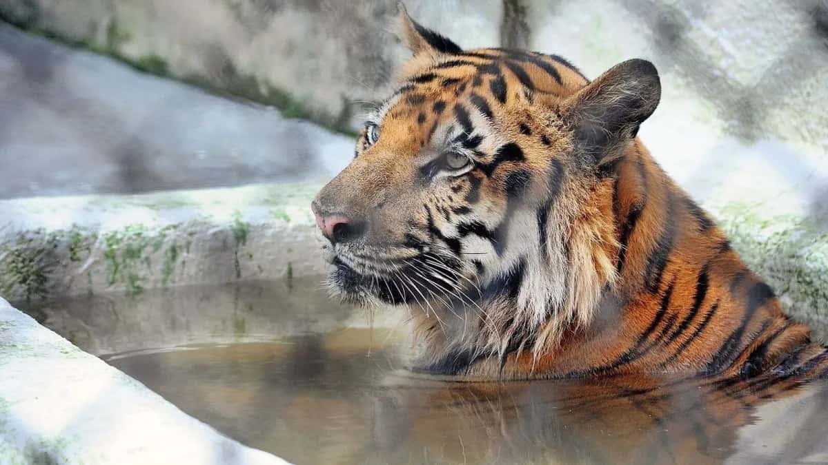 তপ্ত কলকাতায় ৪২ ডিগ্রি পার! বাঘেদের জন্য ‘আইস ট্রিট’ আর হরিণদের ওআরএস— গরমে এলাহি আয়োজন আলিপুরে! – এবেলা