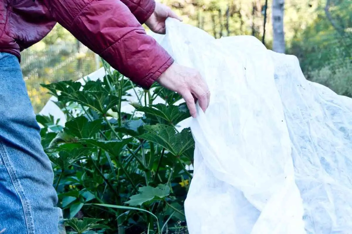 Do Plastic Tarps Protect Plants From Frost?
