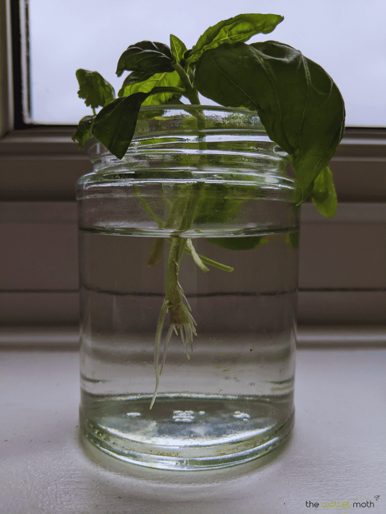 How to Make Money Selling Plants The Wallet Moth